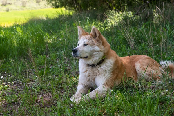 Genç bir dişi köpeğin portresi, akita inu, güneşli bir günde ormanda bir ağacın gölgesinde dinleniyor. İspanya