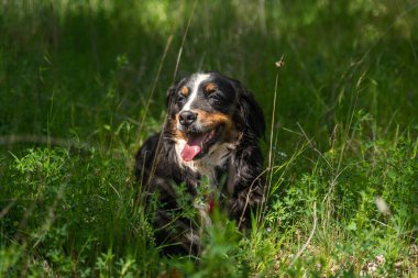 portrait of a young female dog, bernese mountain dog, resting in the shade at a foot of a tree in the forest in a sunny day. Front view. Spain