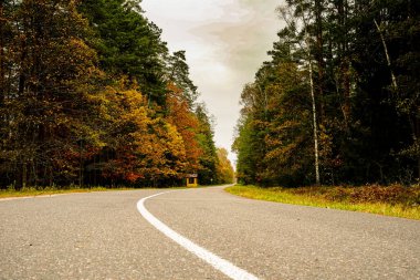 Sonbahar ormanında boş araba yolu