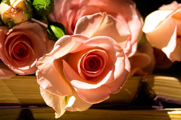 本のページにピンク色の柔らかいバラの花束 — ストック写真