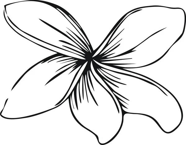 Fleurs (frangipani) dans le style doodle — Image vectorielle