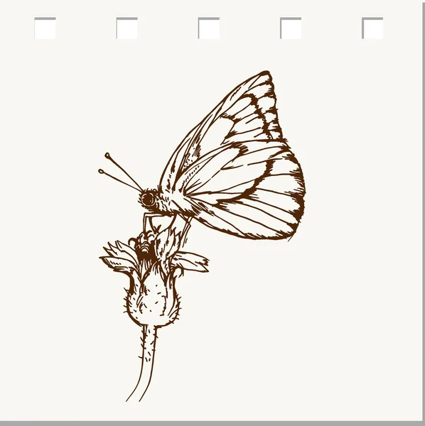 Mariposa mosca en una flor — Archivo Imágenes Vectoriales