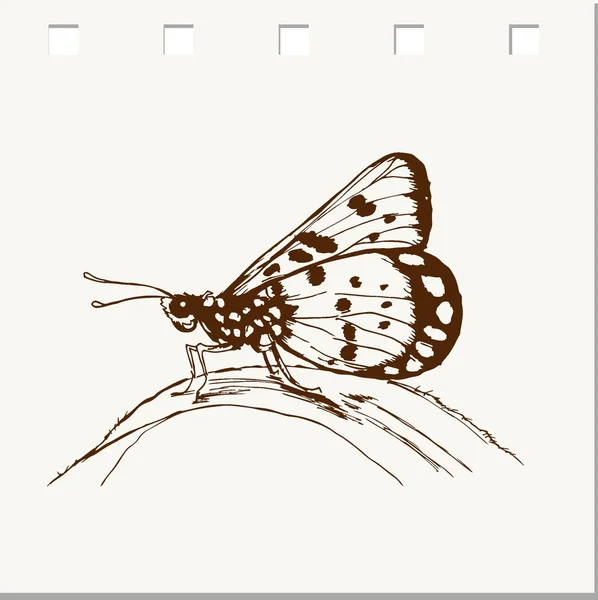 Mariposa mosca en una flor — Archivo Imágenes Vectoriales