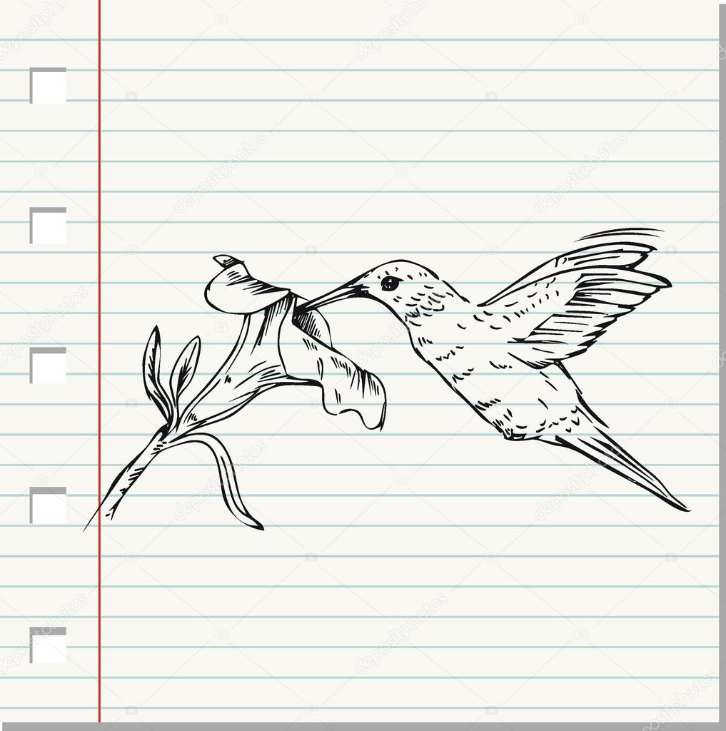 Hummingbird doodle