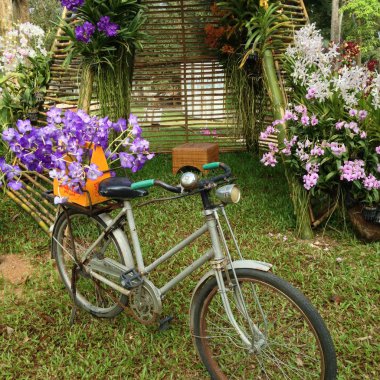 Orkide ve Bisiklet
