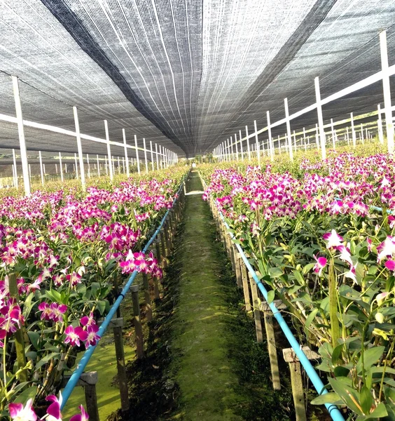 Casa orquídea — Foto de Stock