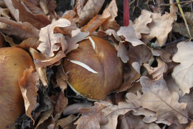 Sonbahar ormanındaki kuru yaprakların içinde beyaz mantarlar. Yakın plan. Tasarım fikirlerinizin yanı sıra arka plan ya da duvar kağıdı olarak da kullanılabilir.