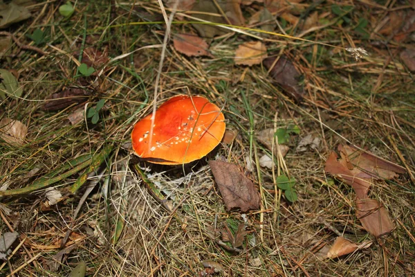 Ormanda yakın planda tarımsal mantarlar uçuşuyor. Tasarım fikirlerinizin yanı sıra arka plan ya da duvar kağıdı olarak da kullanılabilir.