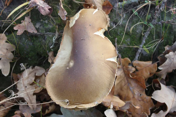 Sonbahar ormanındaki kuru yaprakların içinde beyaz mantarlar. Yakın plan. Tasarım fikirlerinizin yanı sıra arka plan ya da duvar kağıdı olarak da kullanılabilir.