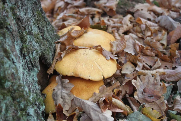 Cogumelos Folhagem Seca Perto Raiz Uma Árvore Floresta Outono Close — Fotografia de Stock