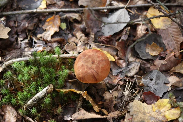 Boleto Cogumelos Folhagem Seca Floresta Outono Close Pode Ser Usado — Fotografia de Stock