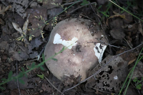 Russula Pilz Trockenem Laub Herbstlichen Wald Aus Nächster Nähe Einsetzbar — Stockfoto