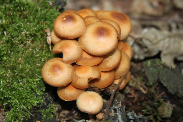 Cogumelos Cogumelos Falsos Tronco Árvore Coberto Musgo Floresta Outono Close — Fotografia de Stock