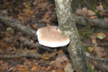 Ormanda devrilmiş bir ağaçtaki mantar paraziti. Yakın plan. Tasarım fikirlerinizin yanı sıra arka plan ya da duvar kağıdı olarak da kullanılabilir.