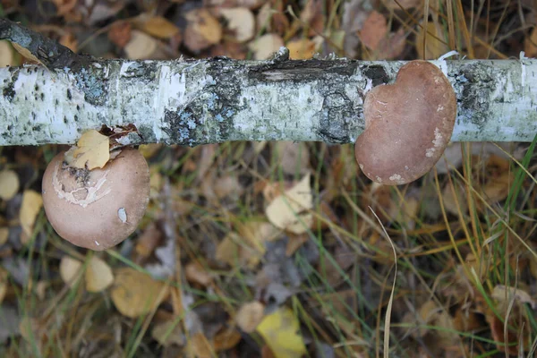 Μανιτάρια Παρασίτων Κορμό Σημύδας Στο Δάσος Του Φθινοπώρου Μπορεί Χρησιμοποιηθεί — Φωτογραφία Αρχείου