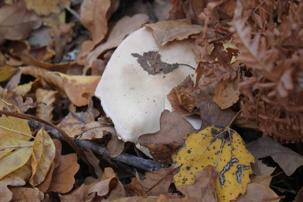 Biały Grzyb Posypany Suchymi Liśćmi Drzewa Jesiennym Leśnym Zbliżeniu Może — Zdjęcie stockowe