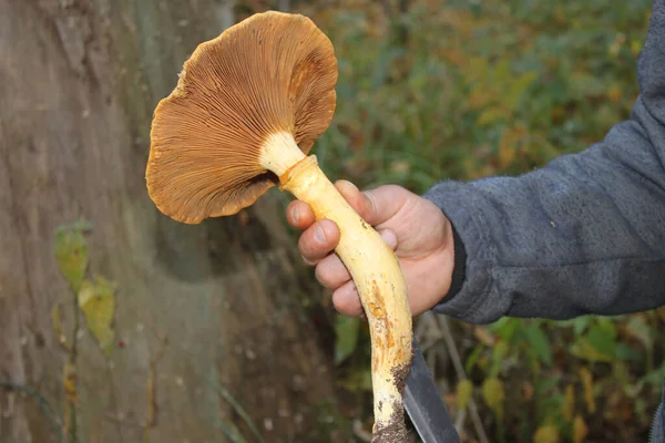 Grande Cogumelo Arrancado Floresta Outono Close Pode Ser Usado Como — Fotografia de Stock