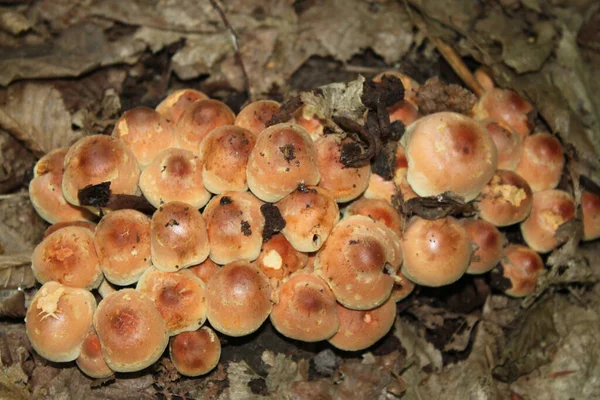 Muitos Cogumelos Jovens Cresceram Floresta Outono Contra Fundo Folhas Secas — Fotografia de Stock