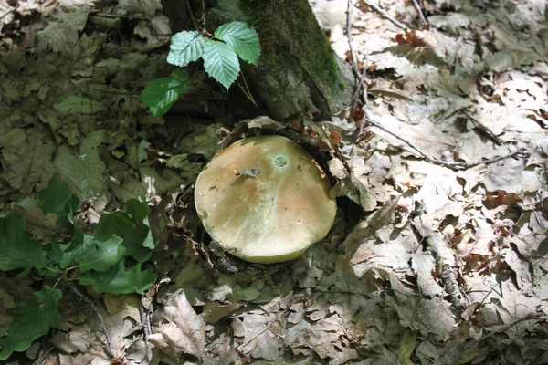 Ein Großer Steinpilz Der Herbstlichen Wald Fuß Eines Baumes Vor — Stockfoto