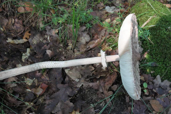 Guarda Chuva Cogumelos Arrancado Floresta Outono Close Pode Ser Usado — Fotografia de Stock