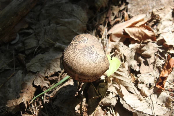 Large Porcini Mushroom Grown Autumn Forest Background Dry Leaves Close — Stock Photo, Image