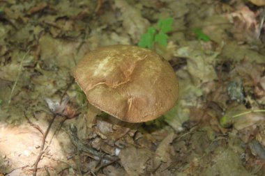 Genç Porcini mantarı sonbahar ormanının yakın çekimlerinde kuru yapraklarda filizlenir. Tasarımcılar ve fikirleriniz için arkaplan ya da duvar kağıdı olarak kullanılabilir.