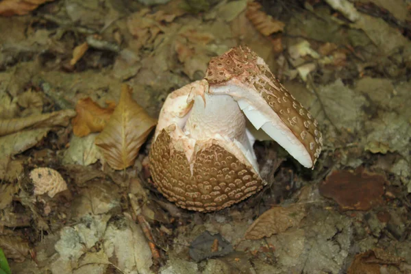 在秋林的特写下 在枯叶中萌发的老苍蝇琼脂蘑菇 可用作设计师和你的想法的背景或墙纸 — 图库照片