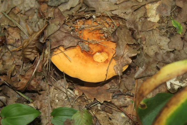 Ung Svamp Gror Torrt Lövverk Höstskogen Närbild Kan Användas Som — Stockfoto