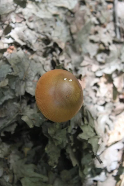 在秋林的特写下 幼菇在枯叶中萌发 可用作设计师和你的想法的背景或墙纸 — 图库照片