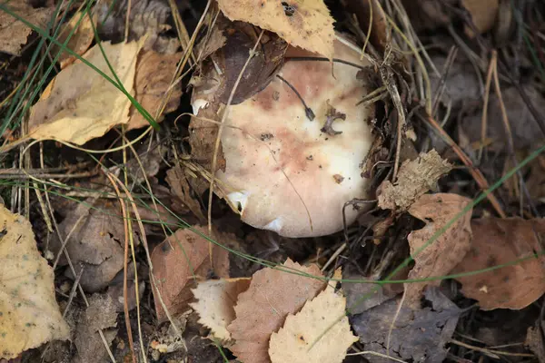 Junge Pilze Keimten Trockenem Laub Herbstlichen Wald Aus Nächster Nähe — Stockfoto