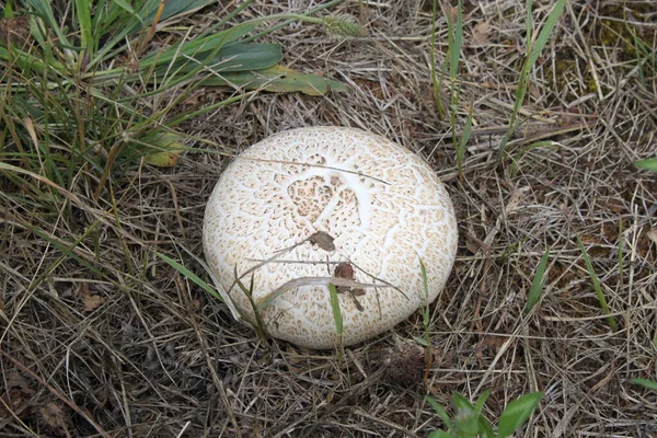 Young Mushroom Germinated Green Grass Close Can Used Background Wallpaper — Stock Photo, Image