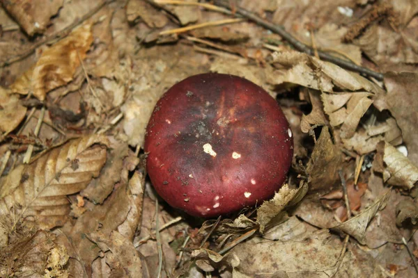Young Russula Mushroom Germinated Dry Foliage Autumn Forest Close Can — Stock Photo, Image