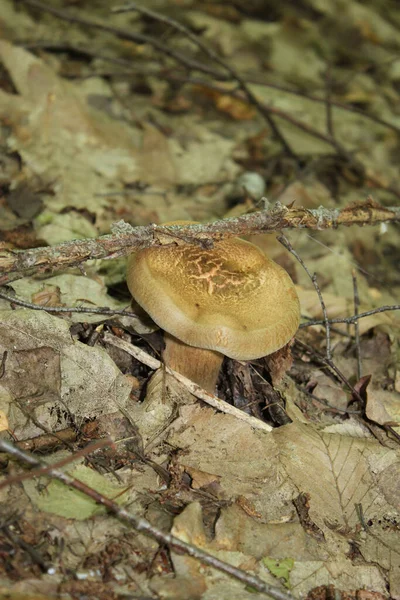 Cogumelo Jovem Germinou Folhagem Seca Close Floresta Outono Pode Ser — Fotografia de Stock