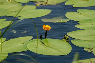 Gölde yetişen sarı çiçeğin yakın çekimi. Tasarımcılar ve fikirleriniz için arkaplan ya da duvar kağıdı olarak kullanılabilir.