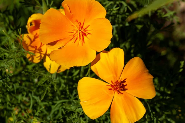Echollia Blüht Aus Nächster Nähe Kann Als Hintergrund Oder Hintergrundbild — Stockfoto