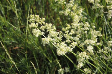 Beyaz kır çiçekleri bir yaz günü yeşil çimlerin üzerinde