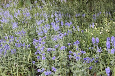 Açık bir yaz gününde yeşil çimlerin arka planında mavi kır çiçekleri
