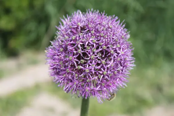 Blume Aus Knoblauch Nahaufnahme Als Tapete Verwenden — Stockfoto