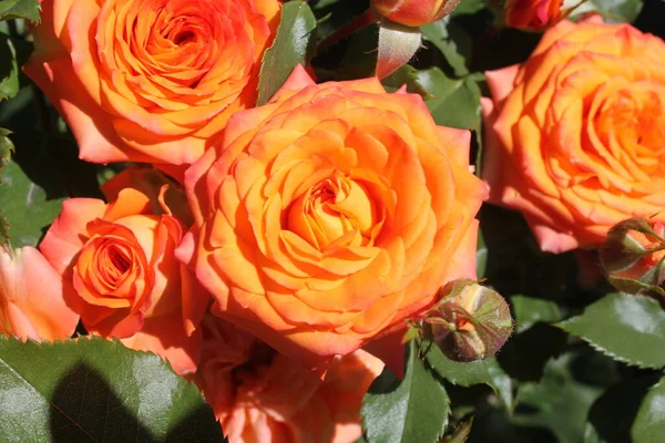 Orangefarbene Rosenblüten Die Sommer Sonnenlicht Blühen Aus Nächster Nähe — Stockfoto