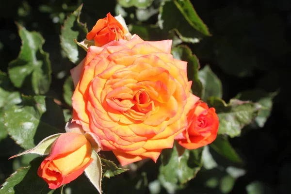 Rosa Naranja Con Capullos Luz Del Sol Sobre Fondo Verde — Foto de Stock