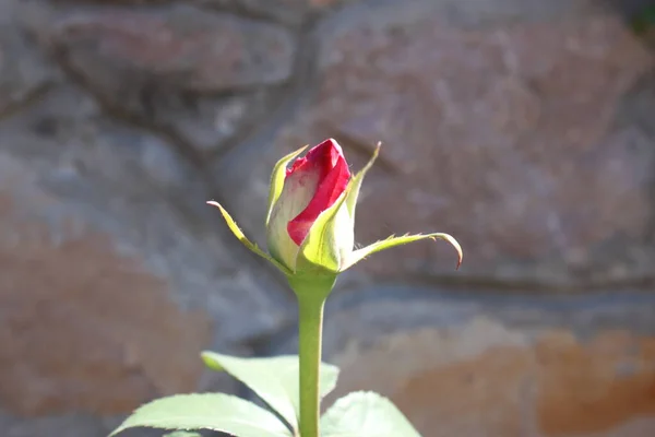 Eine Knospe Einer Roten Rose Gegen Eine Steinmauer Sonnenlicht — Stockfoto