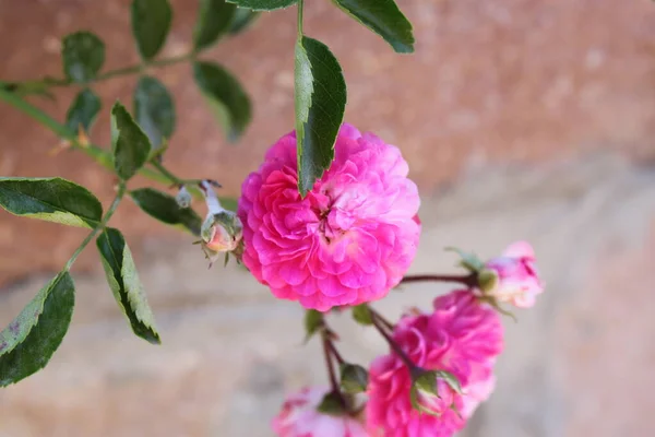 Flor Una Rosa Sobre Fondo Muro Piedra — Foto de Stock