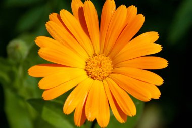 Calendula 'nın Çiçeği resmi olarak yakın plan. Tasarımcılar ve fikirleriniz için arkaplan ya da duvar kağıdı olarak kullanılabilir.