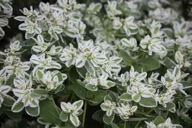 Çiçekli, mandıralı otlar. Tasarımcılar ve fikirleriniz için arkaplan ya da duvar kağıdı olarak kullanılabilir.