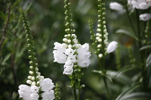 Bílé Květy Zachycují Draka Zblízka Lze Použít Jako Pozadí Nebo — Stock fotografie