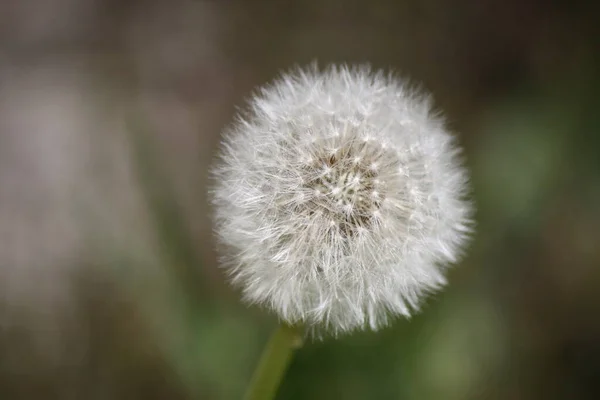 Beautiful Dandelion Close Can Used Background Wallpaper Designers Your Ideas — Stock Photo, Image