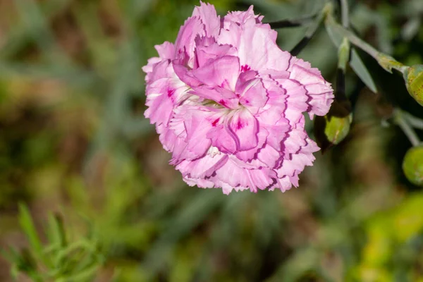 Belle Oeillet Fleurs Sur Gros Plan Branche Peut Être Utilisé — Photo