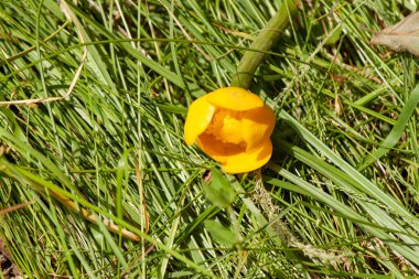Gölde yetişen sarı çiçeğin yakın çekimi. Tasarımcılar ve fikirleriniz için arkaplan ya da duvar kağıdı olarak kullanılabilir.