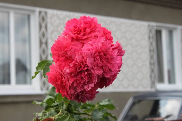 Schöne Blühende Nelkenblüte Aus Nächster Nähe Kann Als Hintergrund Oder — Stockfoto