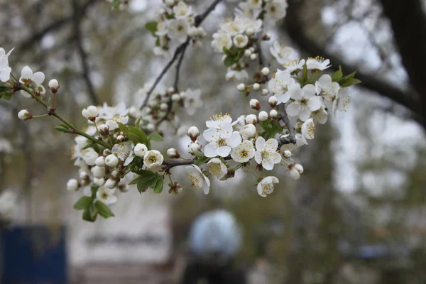 Rama Cerezo Con Flores Blancas Cerca Puede Utilizar Como Fondo — Foto de Stock